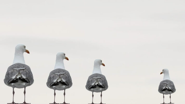 Lee más sobre el artículo I Seminario de Trabajo sobre Bioética y Discapacidad: anteproyecto sobre la capacidad jurídica de las personas con discapacidad