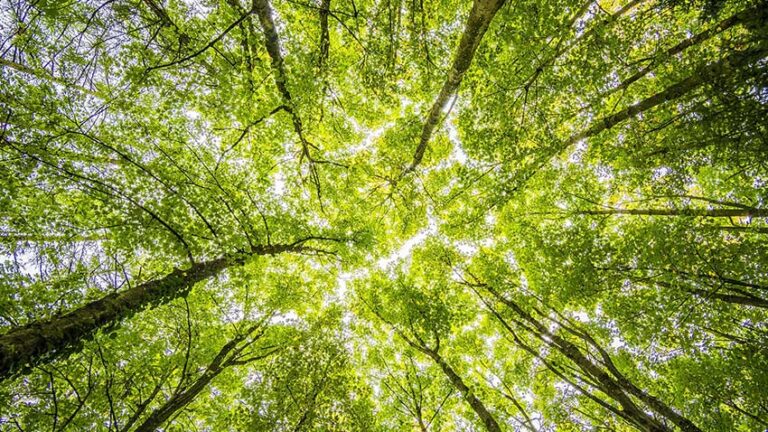 Lee más sobre el artículo La lucha contra el cambio climático, un compromiso en aras del bien común