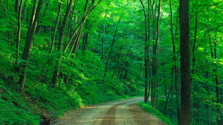 Lee más sobre el artículo El carácter sagrado de la creación