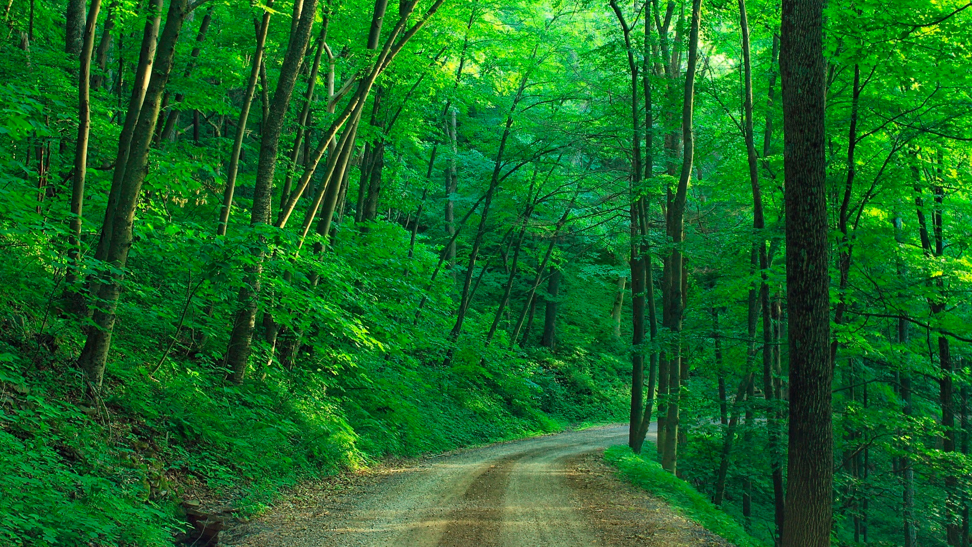 Lee más sobre el artículo El carácter sagrado de la creación