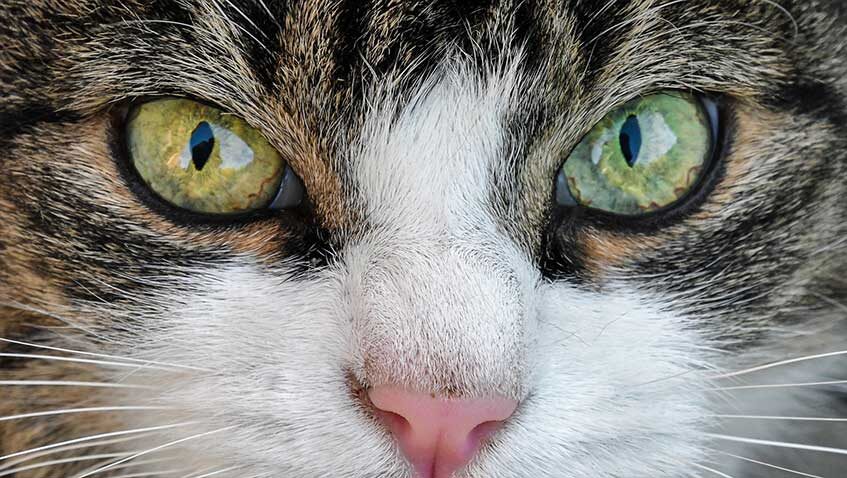 Lee más sobre el artículo Seres humanos más bajitos, con ojos de gato y aversión a la carne: la provocadora propuesta de Matthew Liao contra el cambio climático