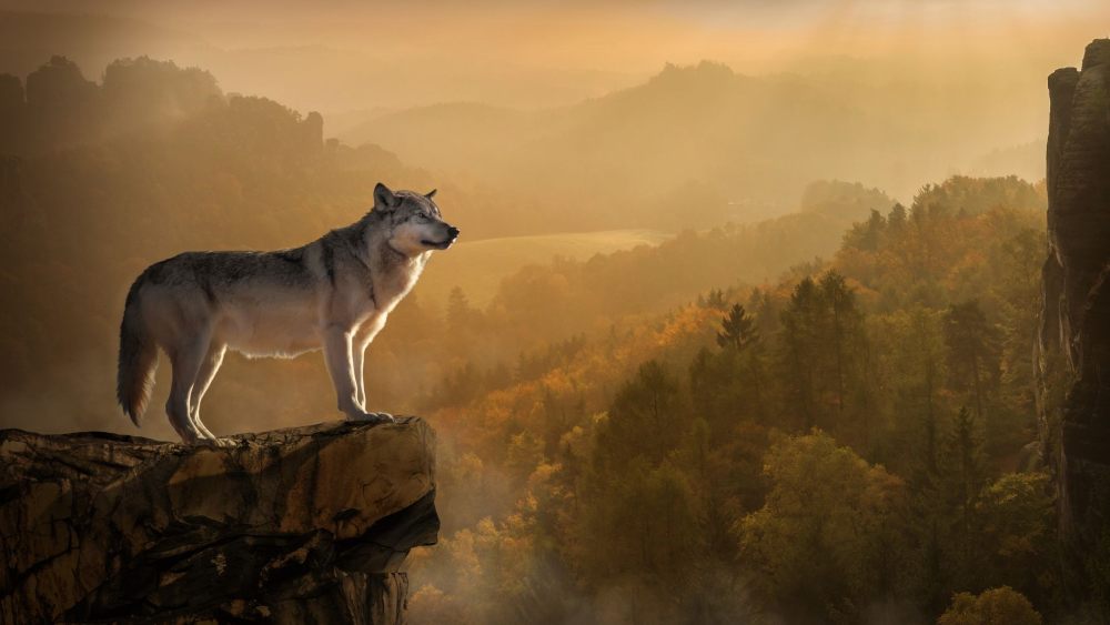 lobo gigante