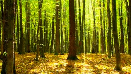 COP 21: Un nuevo clima para generar negocios sostenibles